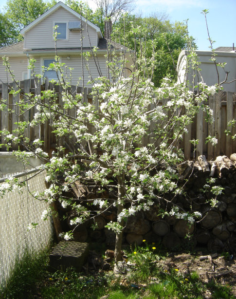We install and service fences as well as plant and prune trees and shrubs in New Jersey.